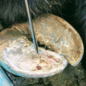 Managing Abscesses in Dairy Cows